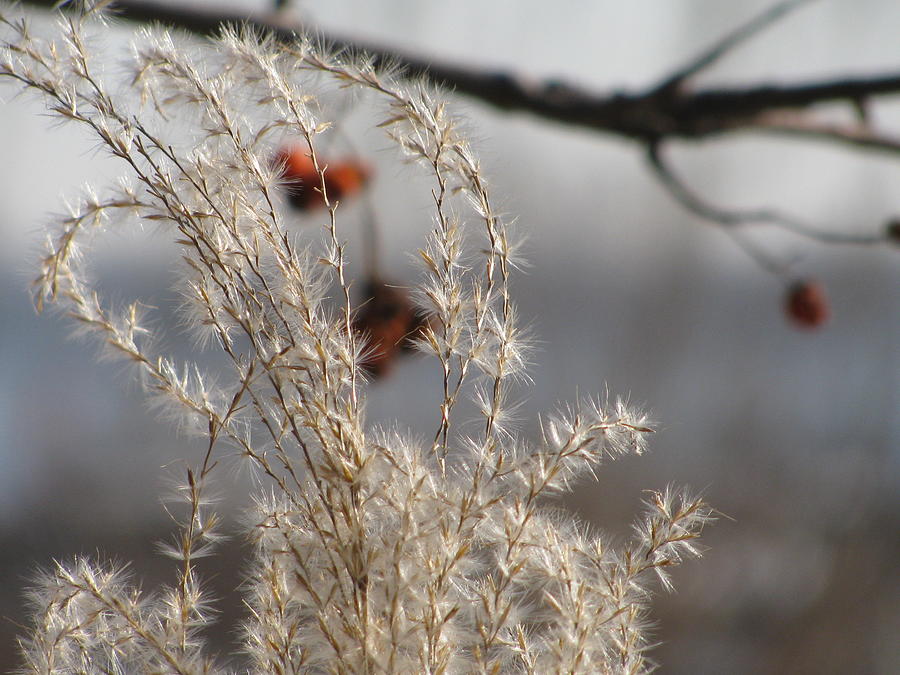 Winter Grass With Berries Photograph by Alfred Ng