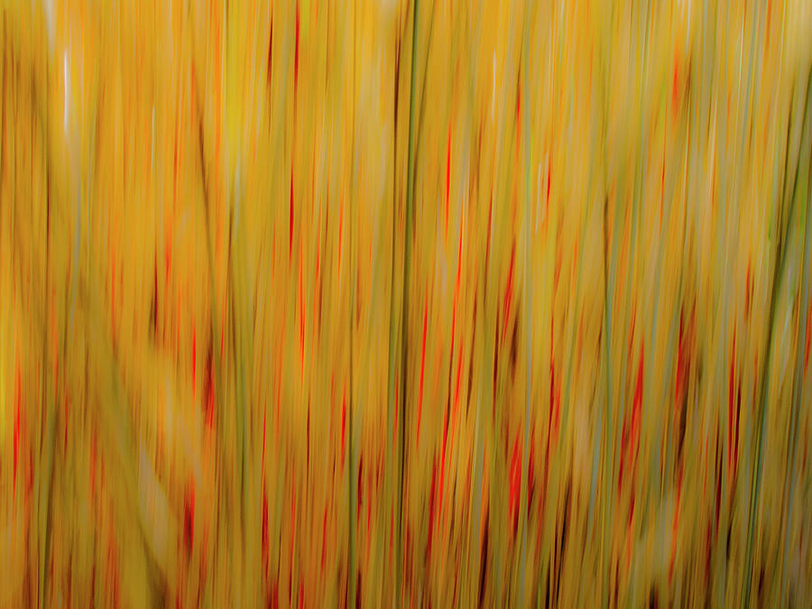 Abstract Photograph - Winter Grasses #1 by Tom Vaughan