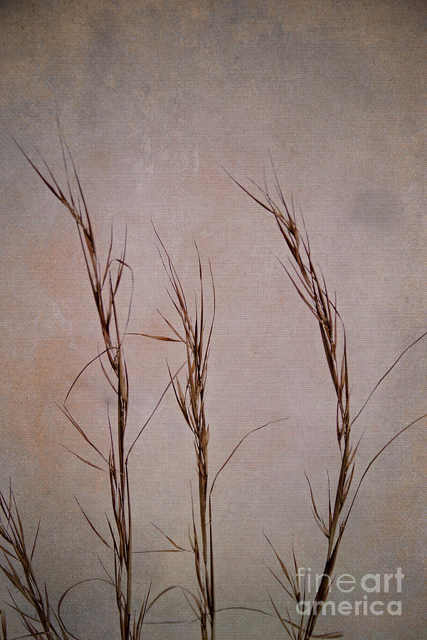 Winter Grasses Photograph by Jemmy Archer