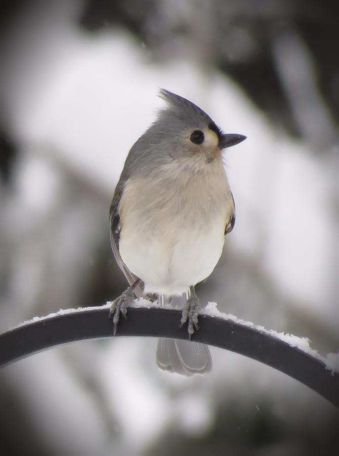 Winter Gray - Bird Photograph by MTBobbins Photography