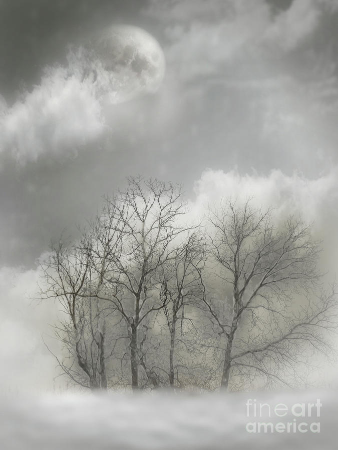 Winter Gray Photograph by John Anderson
