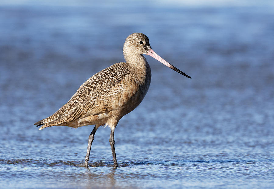 Winter Guest -- Marbled Godwit in Morro Bay, California Photograph by Darin Volpe