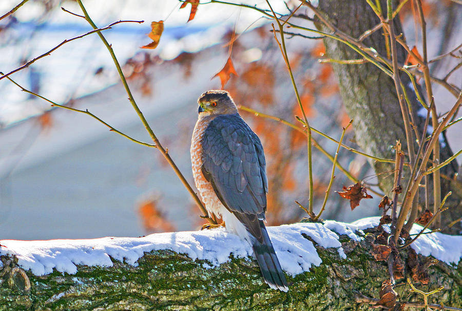Winter Hawk by Chris White Photograph by C H Apperson