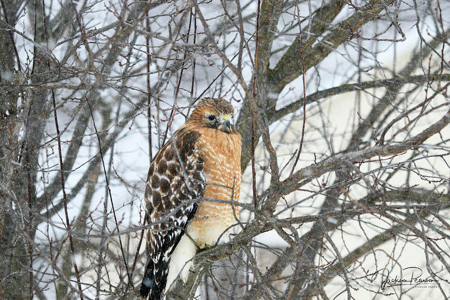 Winter Hawk Photograph by Jackson Pearson