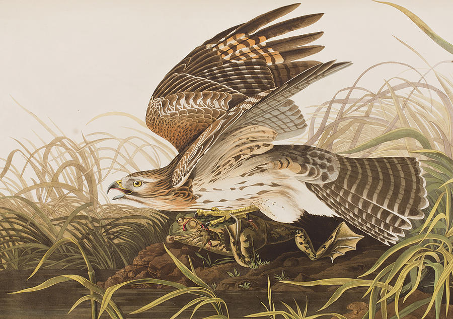 John James Audubon Painting - Winter Hawk by John James Audubon