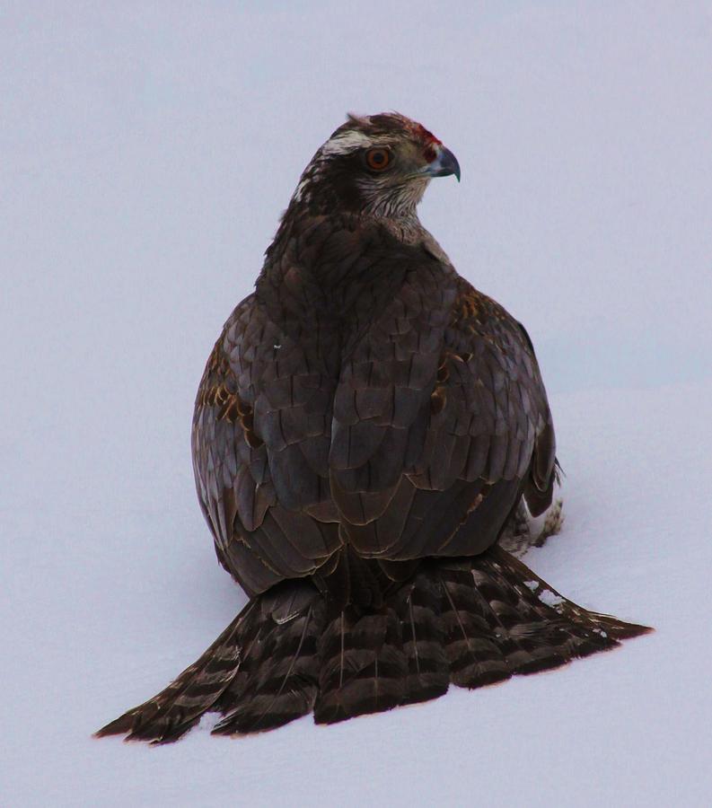 Hawk Photograph - Winter Hawk by Lori Child