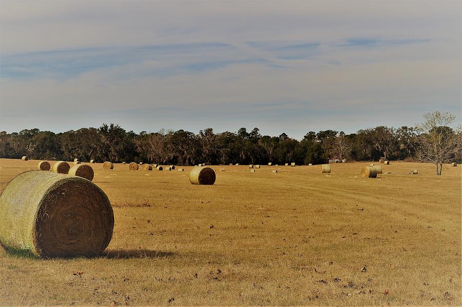 Winter Hay Bales  Painting by Warren Thompson