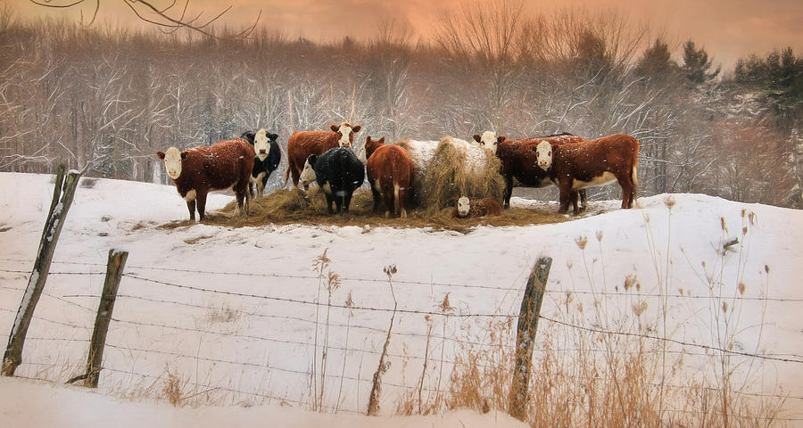 Cow Photograph - Winter Hay by Lori Deiter