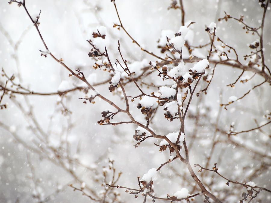 Winter Hazelnut Branch Photograph by Angie Rea