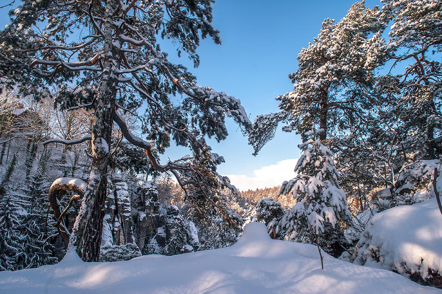 Winter Heart. Saxon Switzerland Photograph by Jenny Rainbow