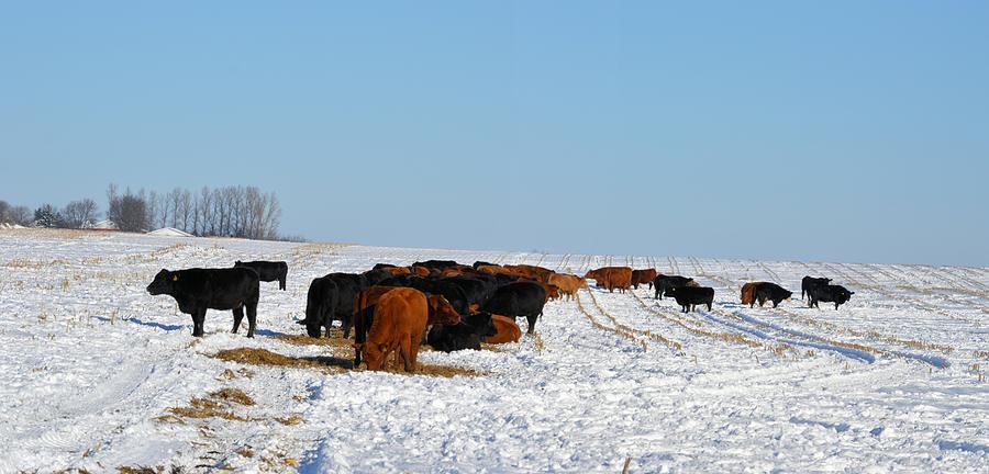 Winter Herd Photograph by Bonfire Photography