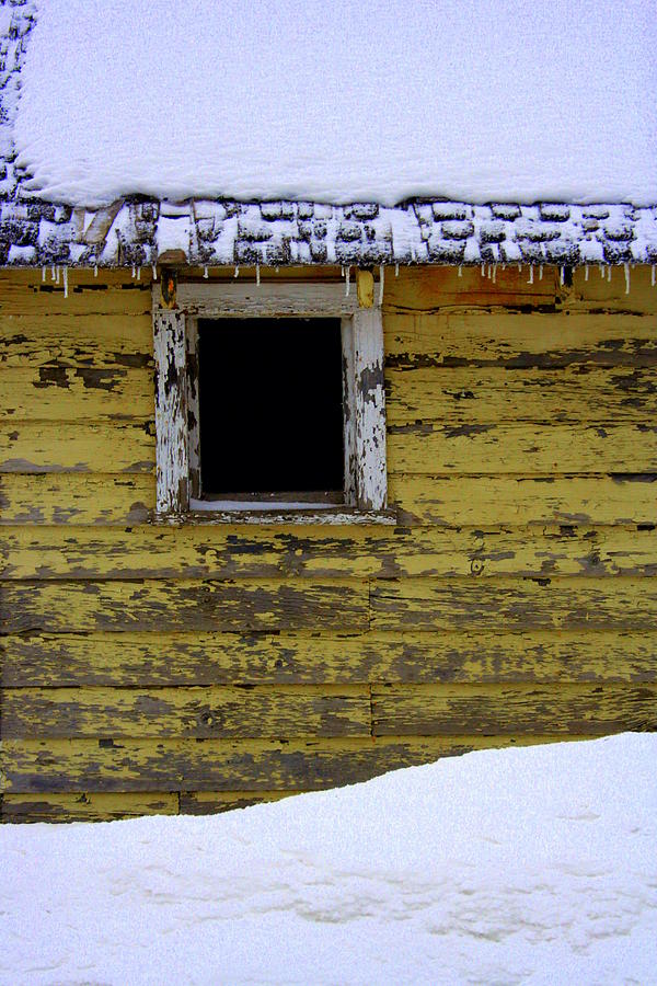 Winter Hide Out Photograph by Julie Lueders 