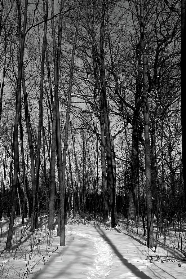 Winter Hiking Trail 3 BW 021218 Photograph by Mary Bedy
