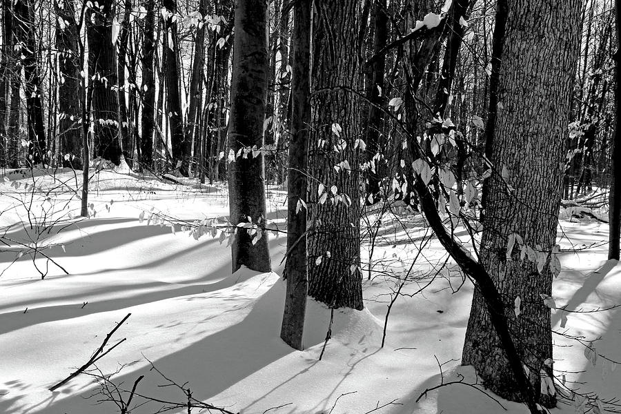 Winter Hiking Trail BW 021218 Photograph by Mary Bedy