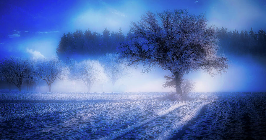 Winter Hoarfrost Photograph by Mountain Dreams - Fine Art America