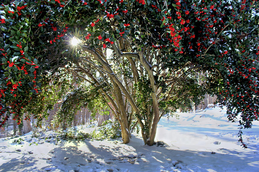Winter Holly Photograph by Jessica Brawley