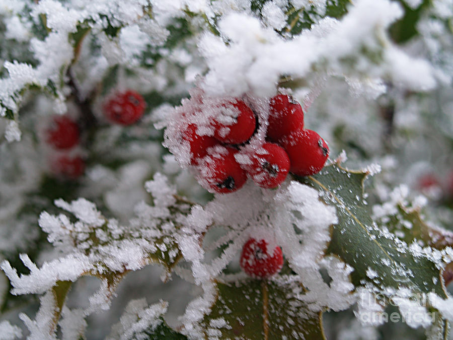 Winter Photograph - Winter Holly by Rebecca Fyfe