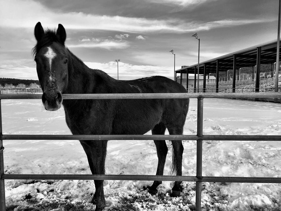 Winter Horse Photograph by Brad Hodges