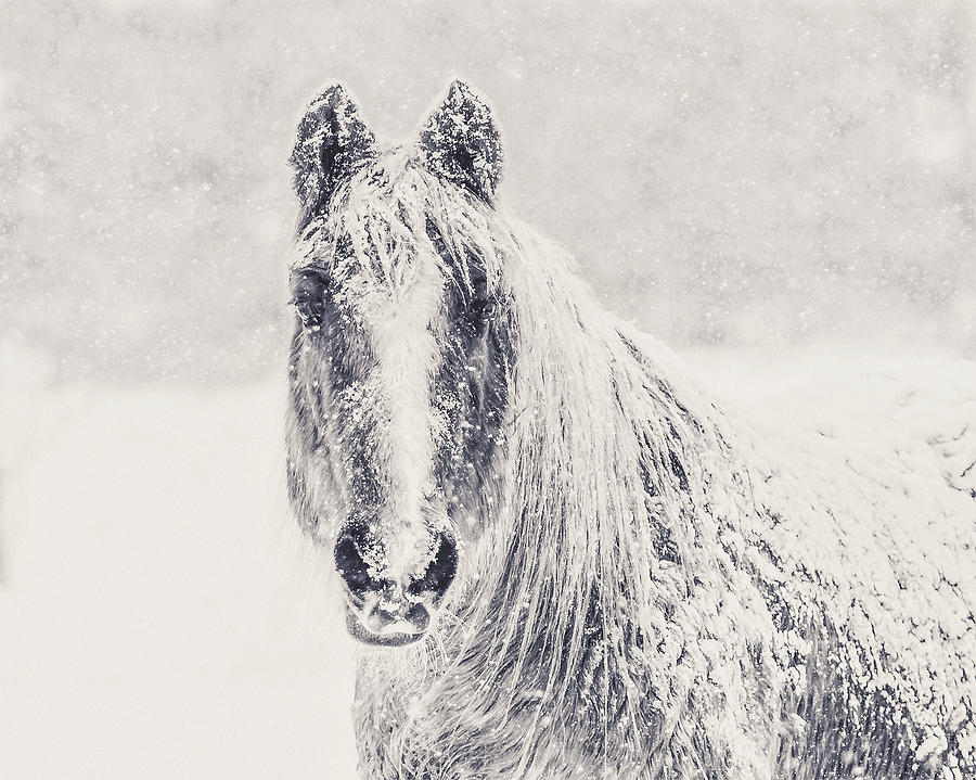 Winter Horse Photograph
