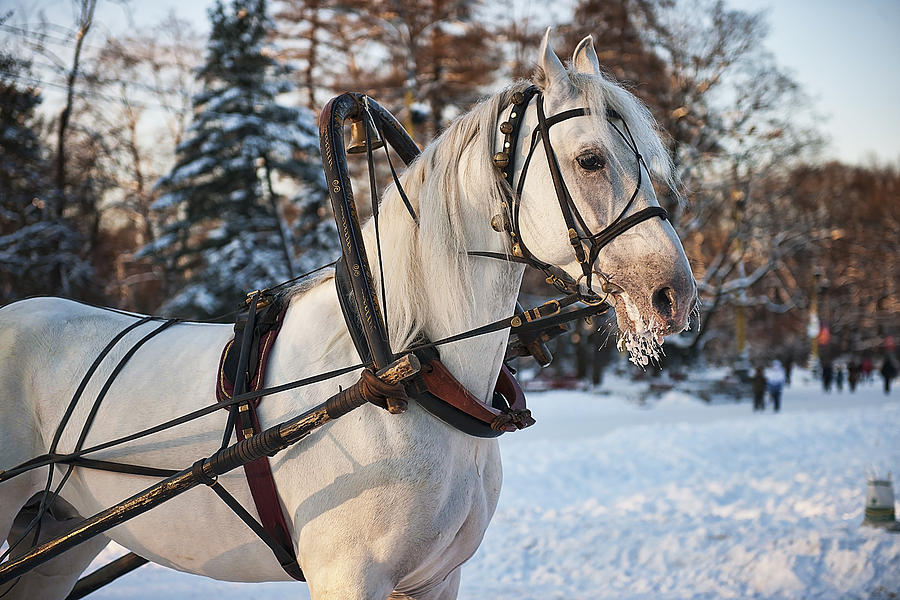 Winter horse  Photograph by Gouzel -