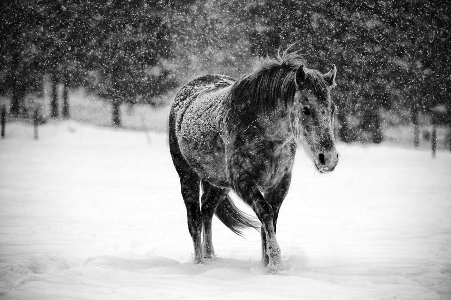 Nature Photograph - Winter Horse by Mark Courage