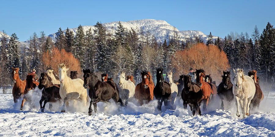 Winter Horse Roundup Photograph by Jack Bell