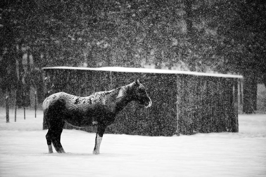 Winter Horse Shed Photograph by Mark Courage Fine Art America