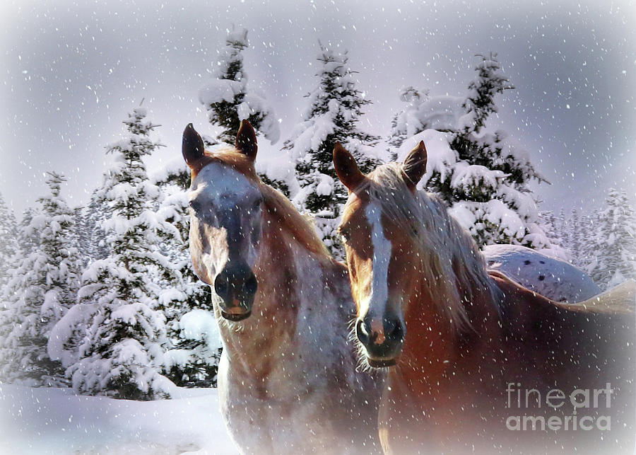 Winter Horses in the Snow Photograph by Stephanie Laird