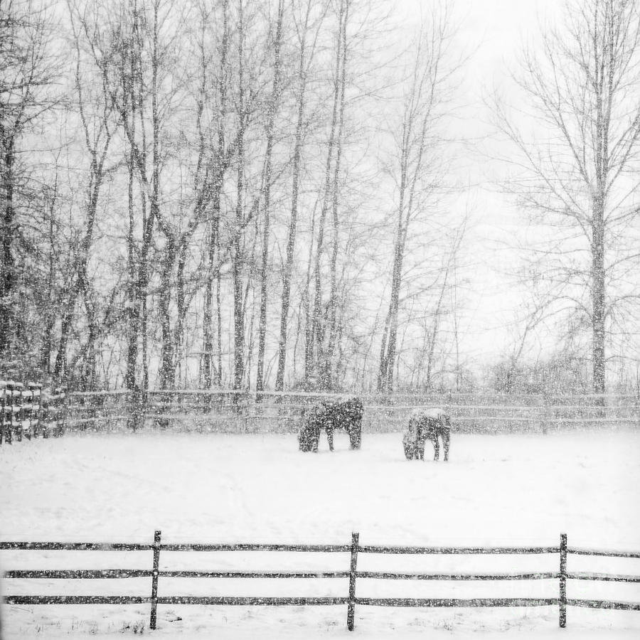 Winter Horses Photograph by Joann Long