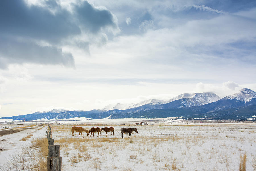 Winter Horses Photograph by John Bartelt
