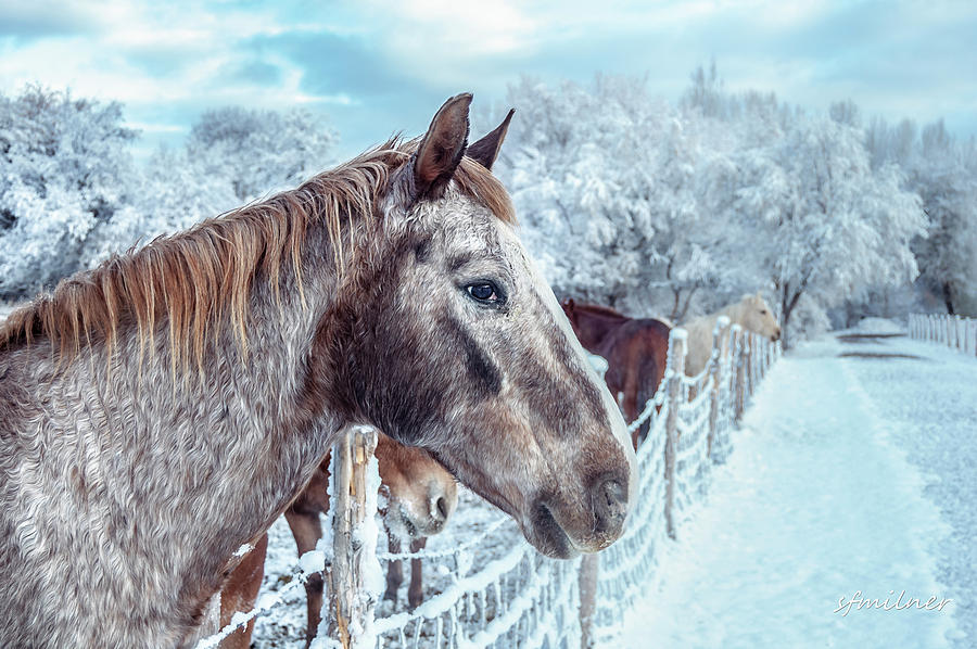 Winter Horses Photograph by Steven Milner