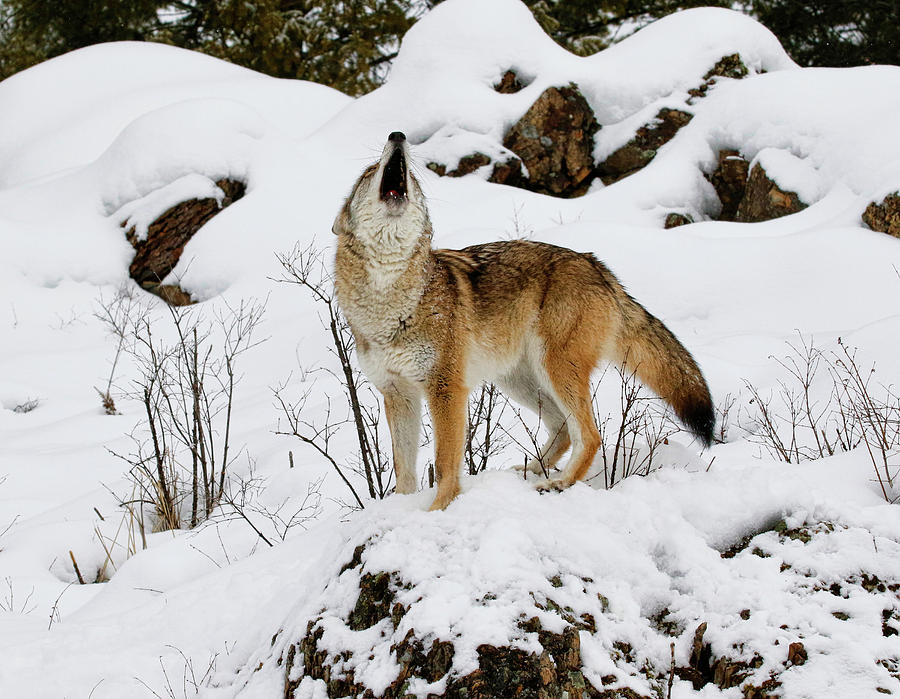 Winter Howl Photograph by Steve McKinzie