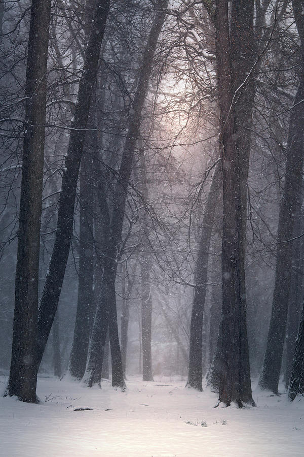 Winter Hush Photograph by Rob Blair