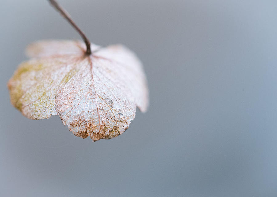 Winter Hydrangea Photograph by Rhonda Stansberry