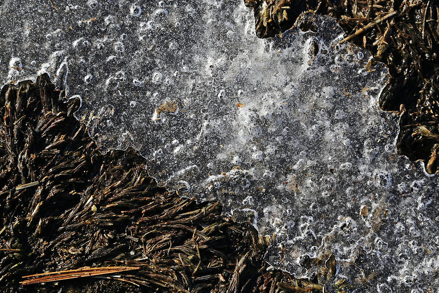 Winter Ice on Grass Photograph by Mary Bedy