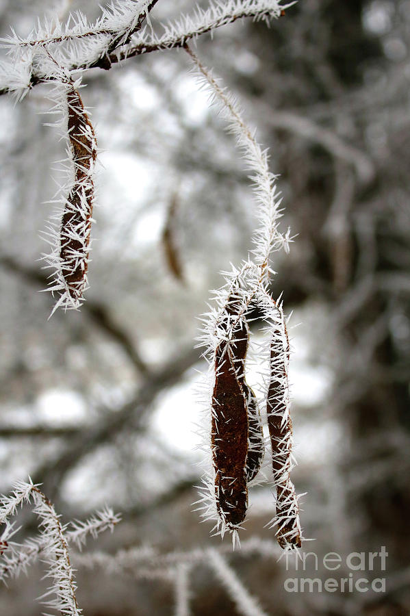 Winter Ice on Seed Pods Photograph by Carol Groenen