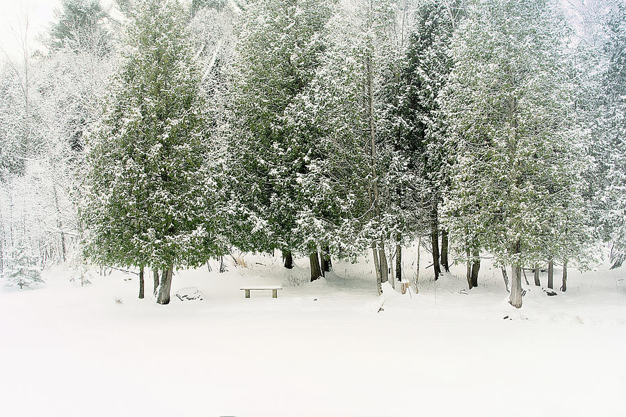 Winter Ice Storm Print Photograph by Gwen Gibson