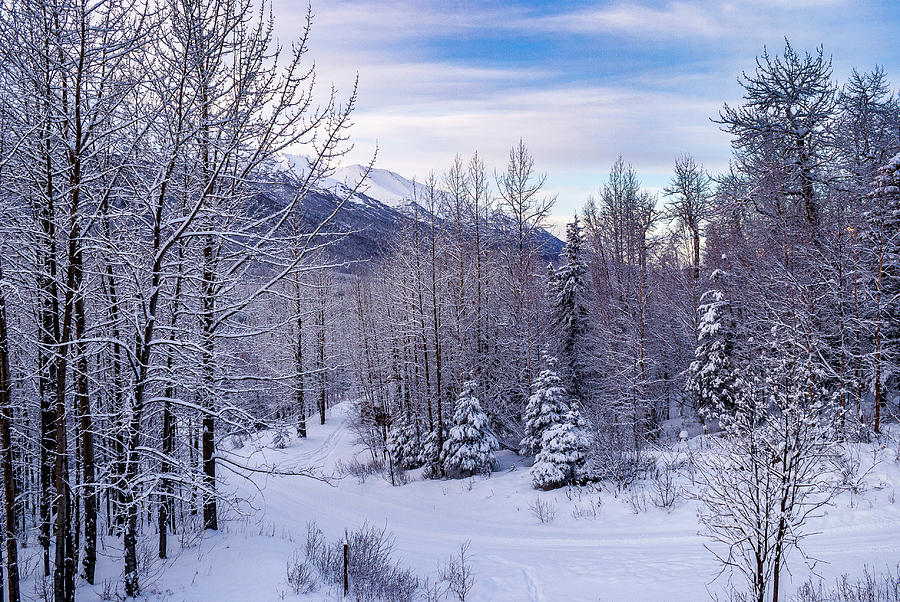 Winter in Alaska 1 Photograph by Donald Pash