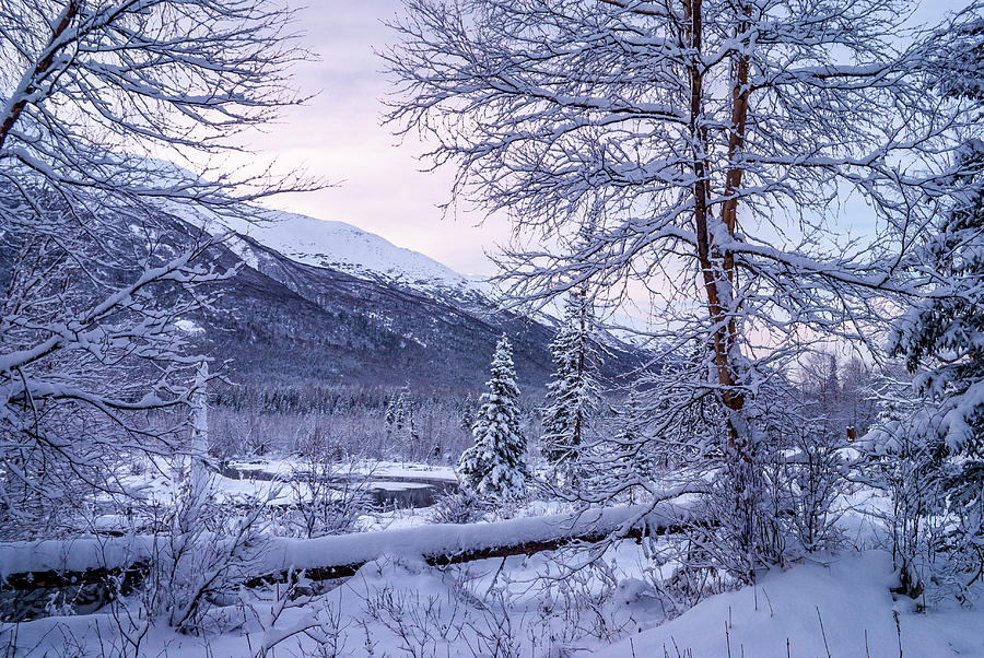 Winter in Alaska 3 Photograph by Donald Pash