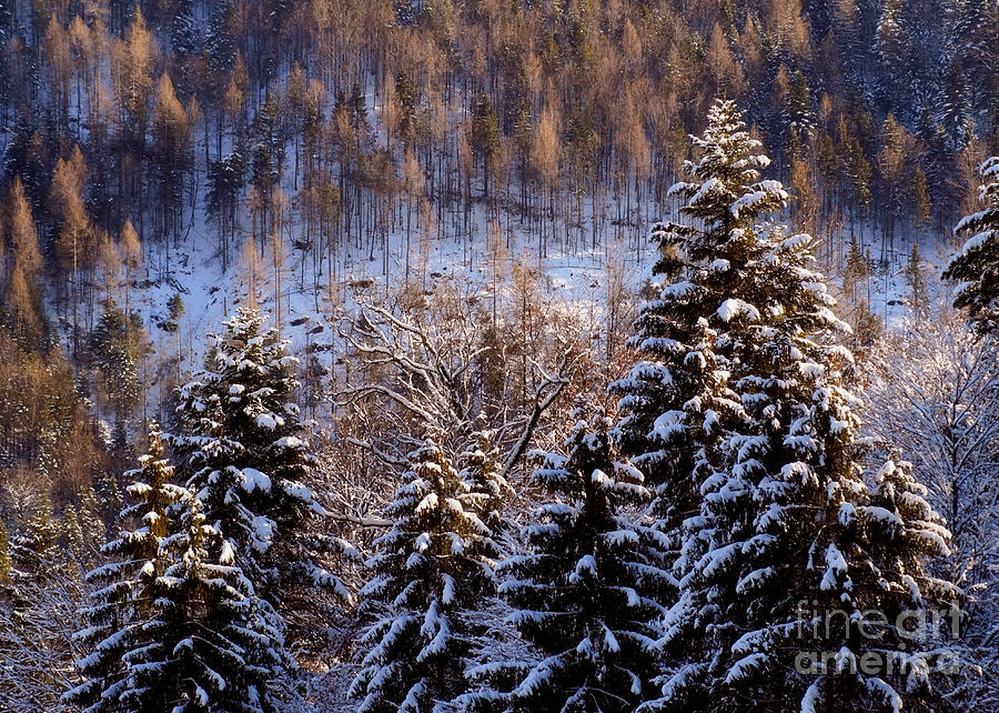 Winter Photograph - winter in Bavaria 8 by Rudi Prott