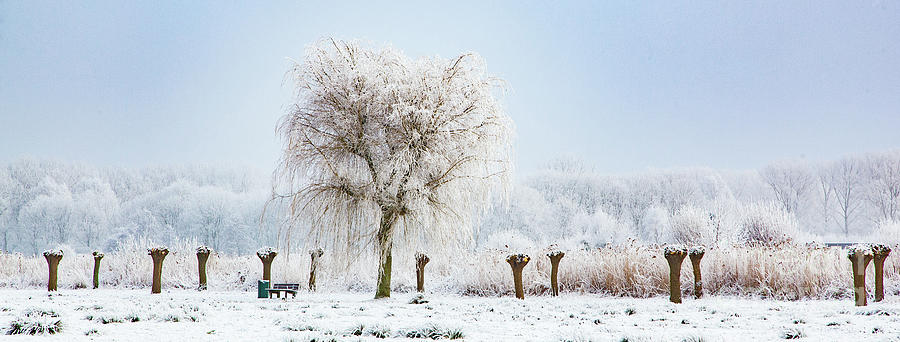 Winter in Holland Photograph by Casper Cammeraat