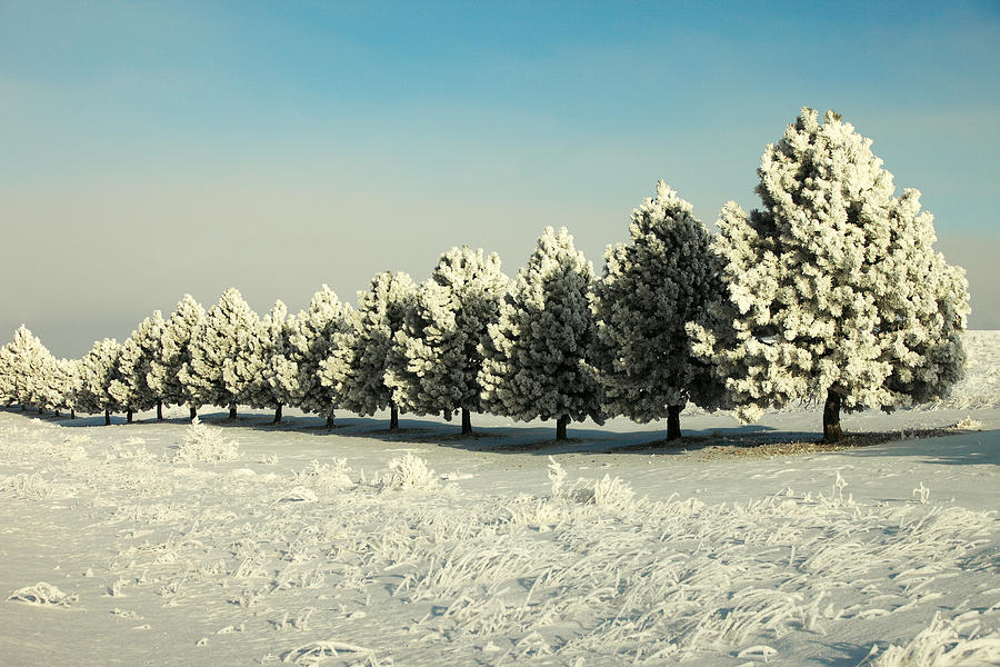 Tree Photograph - Winter in Montana by Todd Klassy