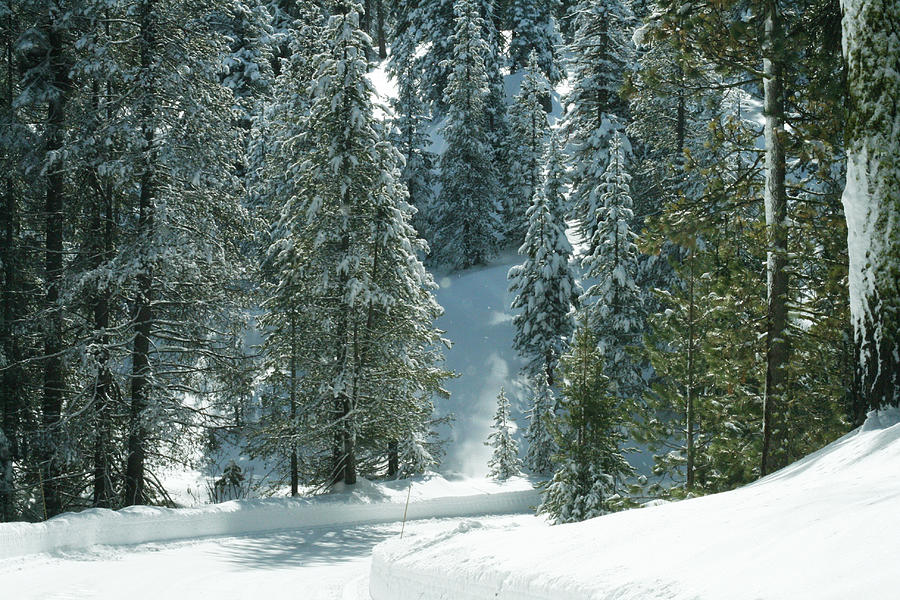 Winter in pine tree forest Photograph by Masha Batkova