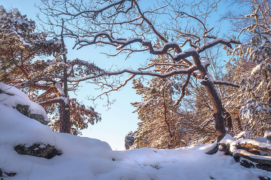 Winter in Saxon Switzerland Photograph by Jenny Rainbow