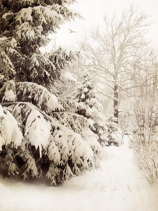 Winter in Sepia Photograph by Jessica Jenney - Fine Art America