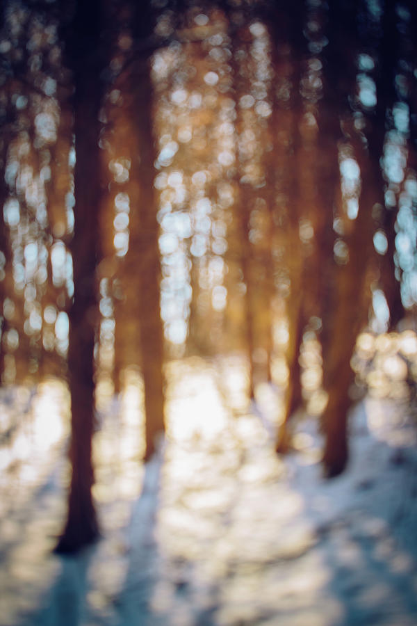 Winter Photograph - Winter in Snow by Amber Flowers