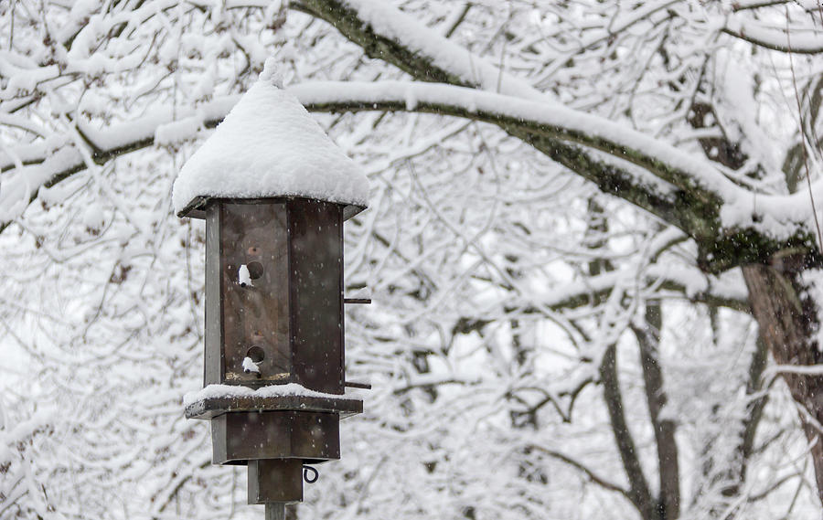 Spring Photograph - Winter in Spring Bird Feeder by Teresa Mucha