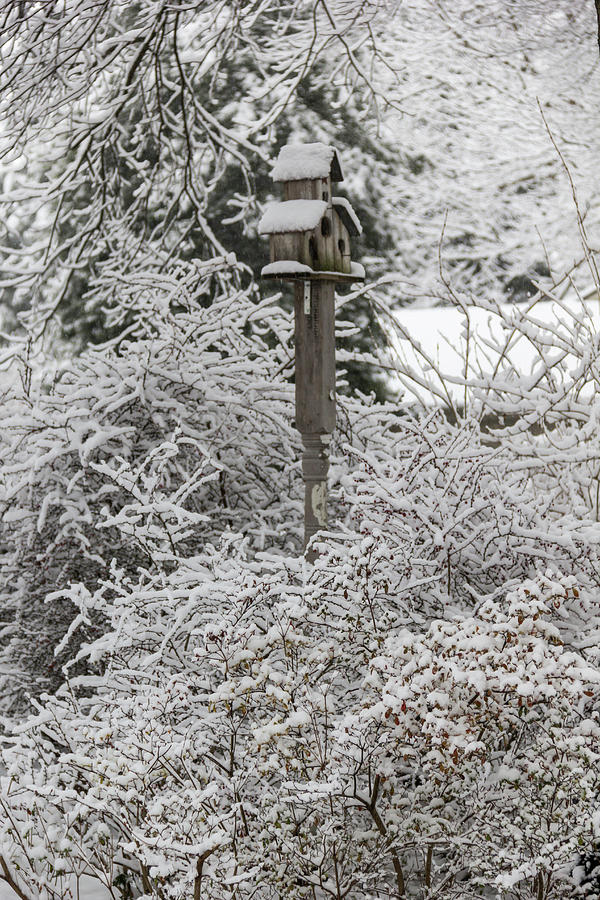 Winter in Spring Birdhouse 5 Photograph by Teresa Mucha