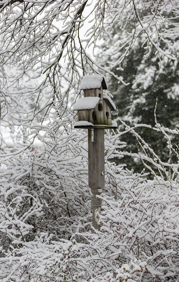 Spring Photograph - Winter in Spring Birdhouse 6 by Teresa Mucha