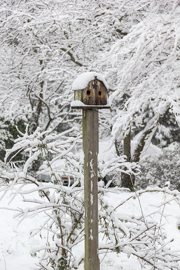 Spring Photograph - Winter in Spring Birdhouse  by Teresa Mucha